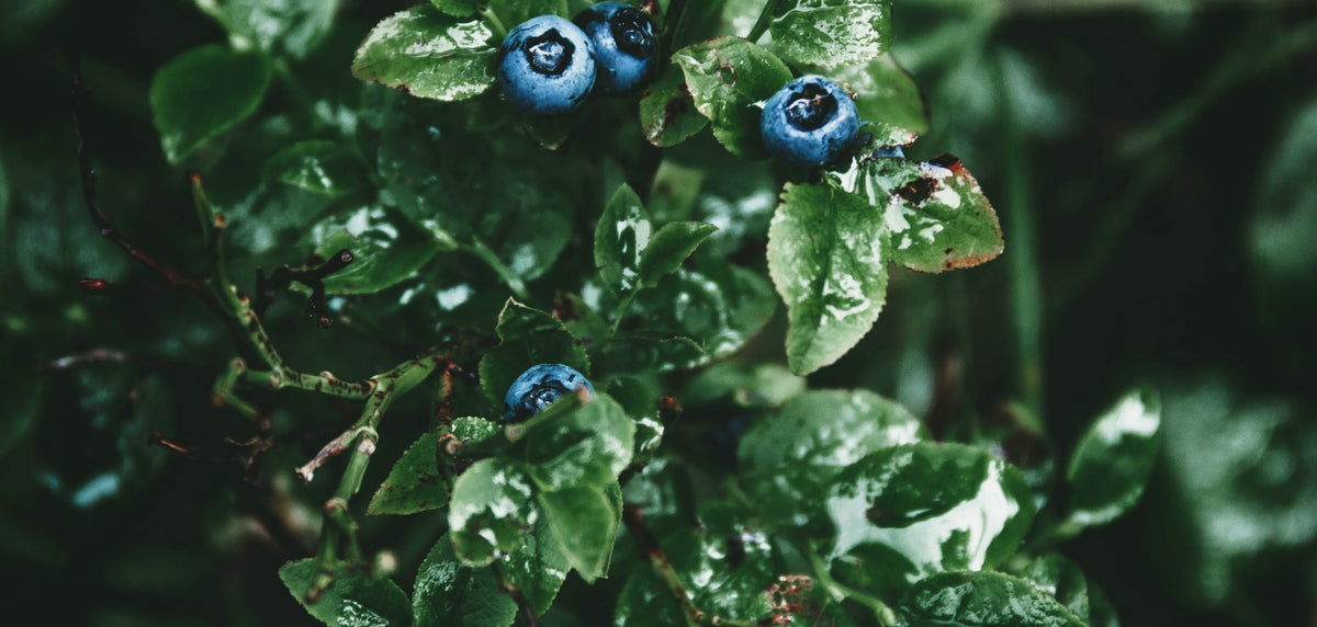 Blueberries ripening on the bush